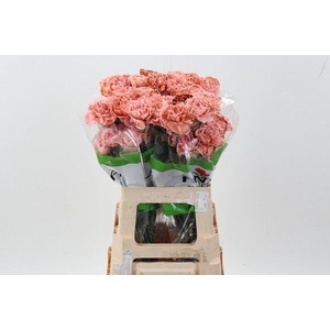 Di St Tinted Vintage