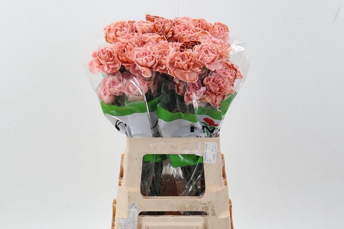 <h4>Di St Tinted Vintage</h4>