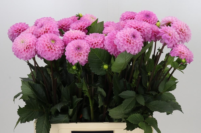 <h4>Dahlia Wizard of Oz</h4>