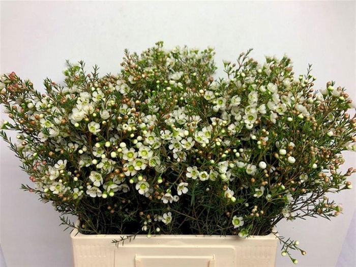 <h4>CHAME ME SIRIUS</h4>