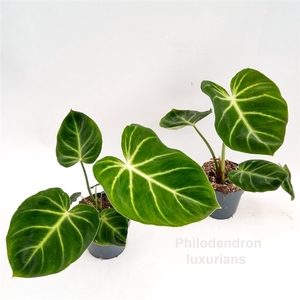 Philodendron luxurians 14cm