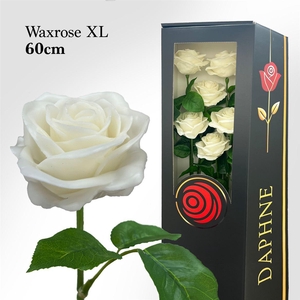 Wax Rose Xl White 60cm X