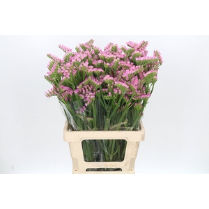 Limonium Statice Pink Rosa