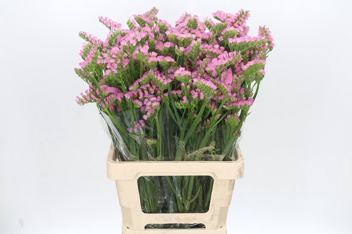 <h4>Limonium Statice Pink Rosa</h4>