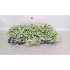 Dichondra argentea 'Silver Falls'