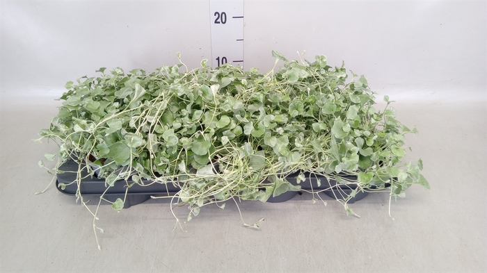 <h4>Dichondra argentea 'Silver Falls'</h4>