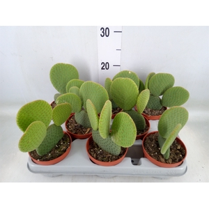 Opuntia