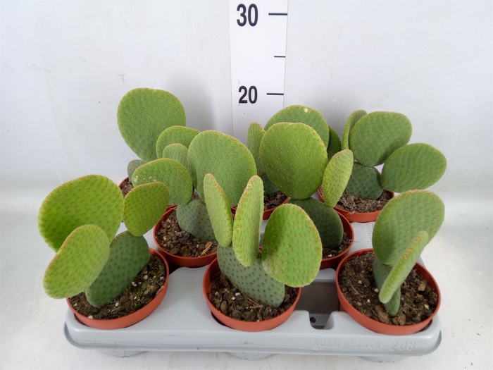 <h4>Opuntia</h4>