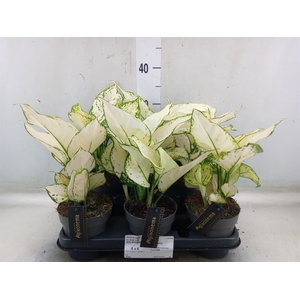 Aglaonema  'White Joy'