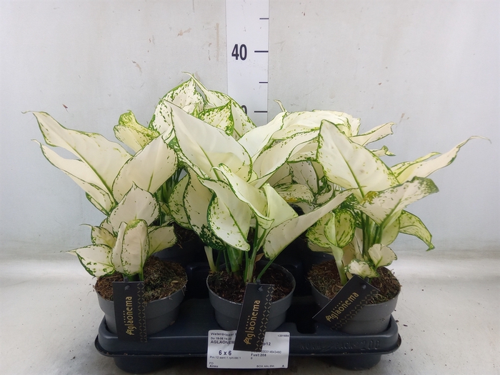 <h4>Aglaonema  'White Joy'</h4>