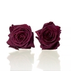 Rose Red Naomi d.red 5,5-6cm