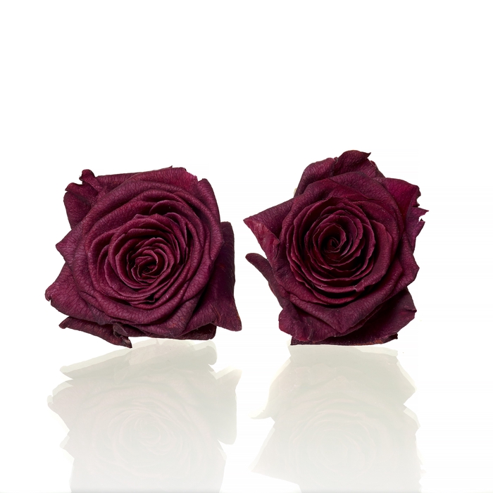 <h4>Rose Red Naomi d.red 4,5-5cm</h4>