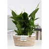 2x Spathiphyllum in P&PURE Fieldbasket 7