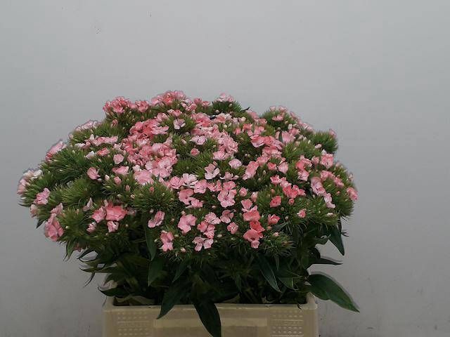 <h4>DI BARB BAR PINK</h4>