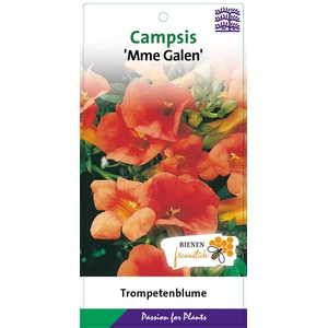 Campsis x tagliabuana Madame Galen