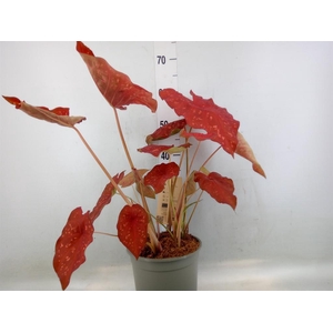 Caladium   ...