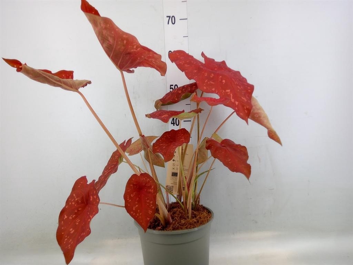 <h4>Caladium   ...</h4>