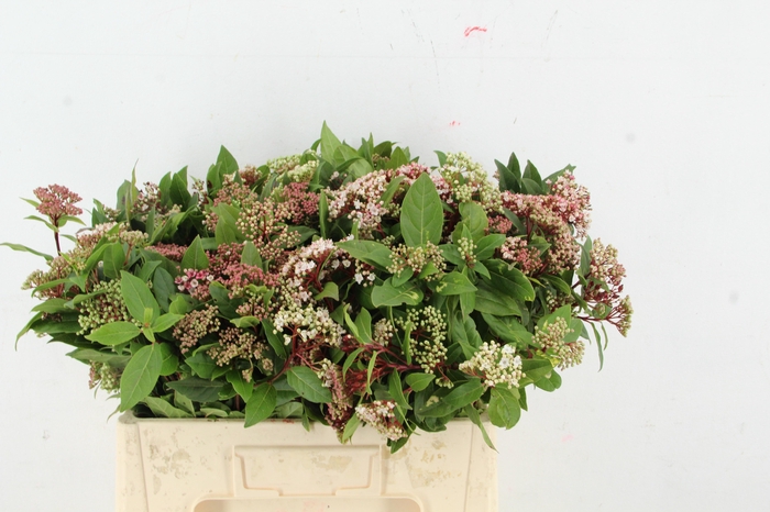 <h4>VIBUR TI RED SPIRIT</h4>