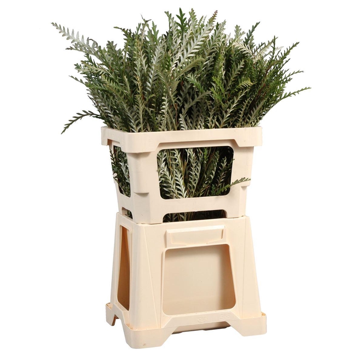 <h4>Grevillea Ivanhoe</h4>