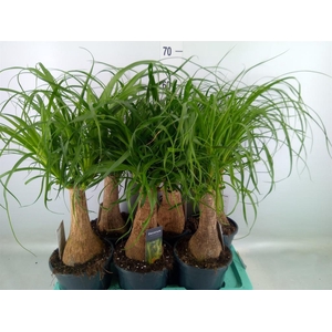 Beaucarnea recurvata