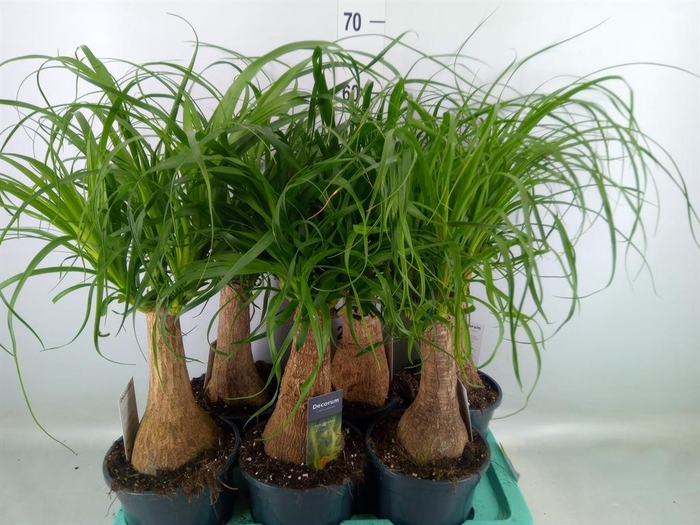 <h4>Beaucarnea recurvata</h4>