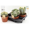 Cactus Gem