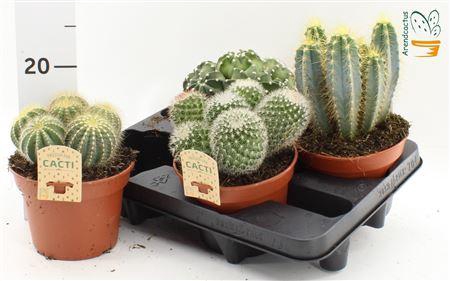 Cactus Gem