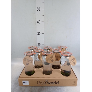 Arr.   Waterplanten H%