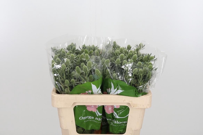 <h4>Eryn White Glitter</h4>