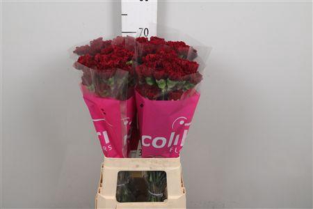 <h4>Di St Zurigo</h4>