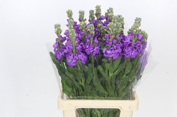 <h4>Matthiola Iron Jordyn Deep Blue</h4>