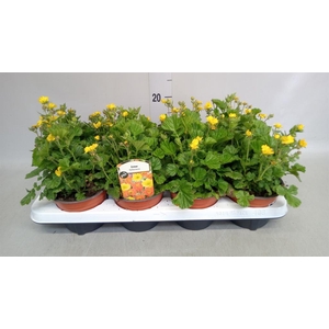 Geum coccineum 'Tosai'