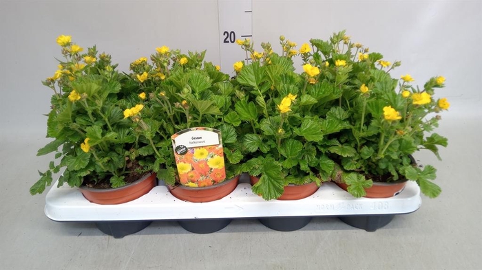 <h4>Geum coccineum 'Tosai'</h4>