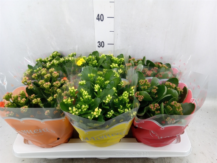 <h4>Kalanchoe blos.   ..rosebud mix  4</h4>