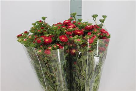 <h4>Callistephus Matsumoto Red</h4>