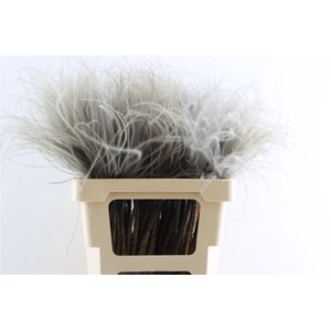 Dried Stypha Penata Grey(10 Toef) Bunch