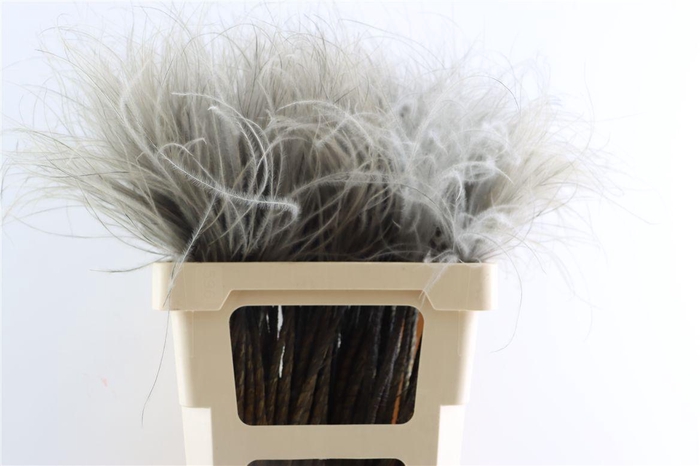 <h4>Dried Stypha Penata Grey(10 Toef) Bunch</h4>