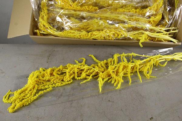 Pf Amaranthus Hang Yellow Bs