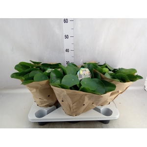 Pilea peperomoides