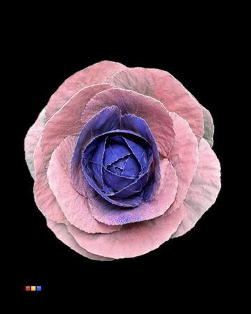 <h4>Brassica Pink - Purple</h4>