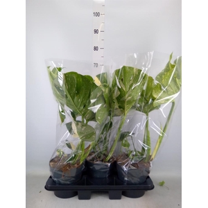 Monstera delic. 'Thai Constellatio'