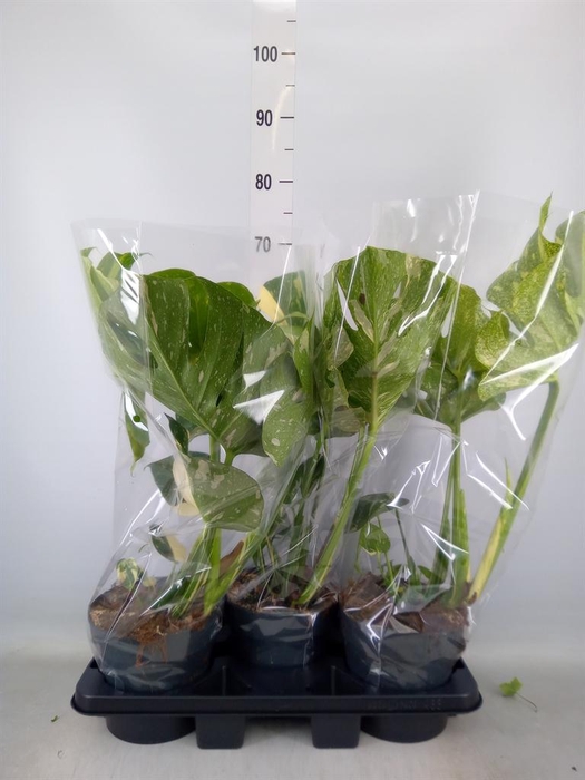 <h4>Monstera delic. 'Thai Constellatio'</h4>