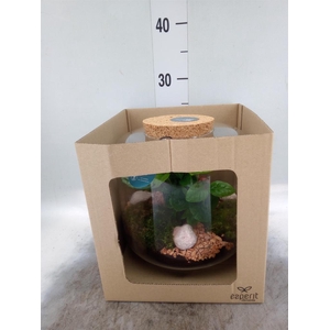 Arr.    Planten  H%