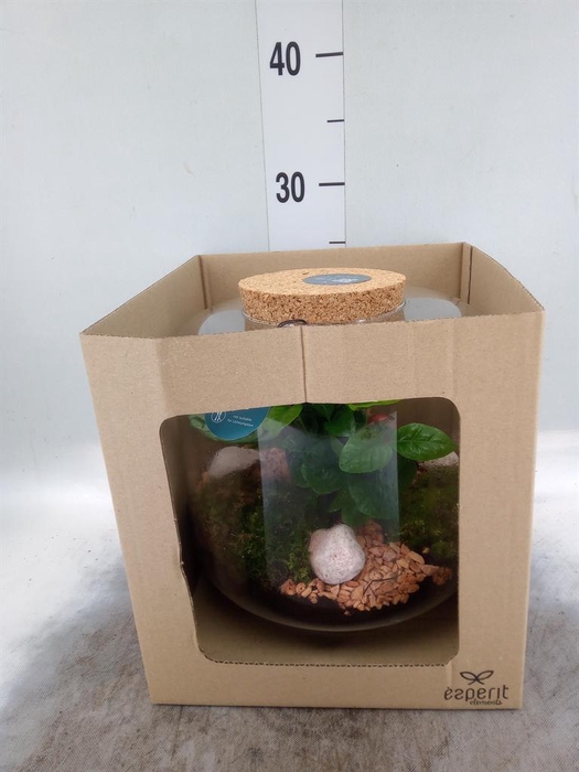 <h4>Arr.    Planten  H%</h4>