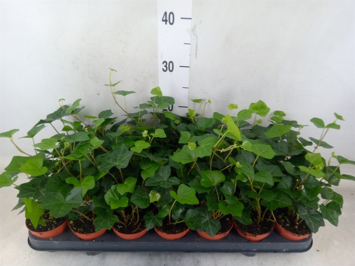 <h4>Hedera hibernica</h4>