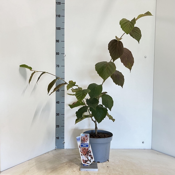 <h4>Hamamelis x intermedia Jelena</h4>
