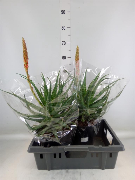 <h4>Aloe arborescens</h4>
