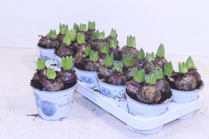 <h4>HYACIN BLUE PEARL</h4>