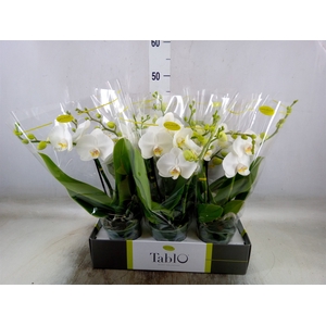 Phalaenopsis   ...white