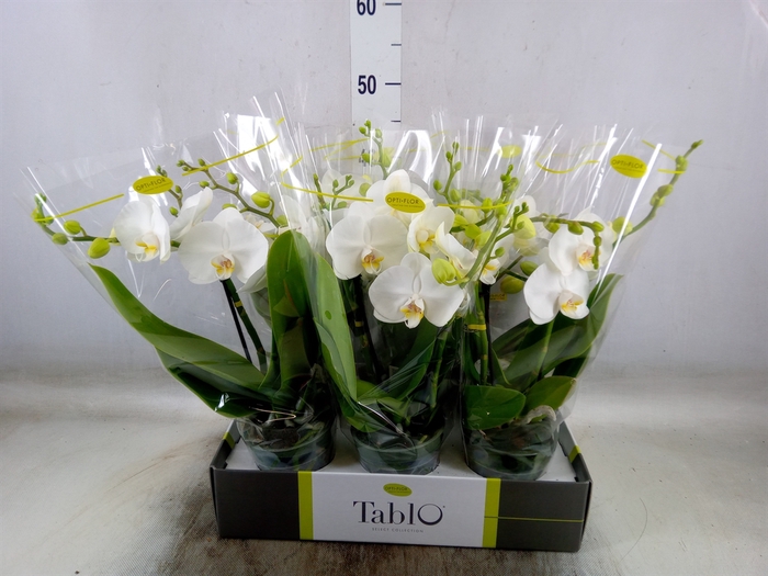 <h4>Phalaenopsis   ...white</h4>